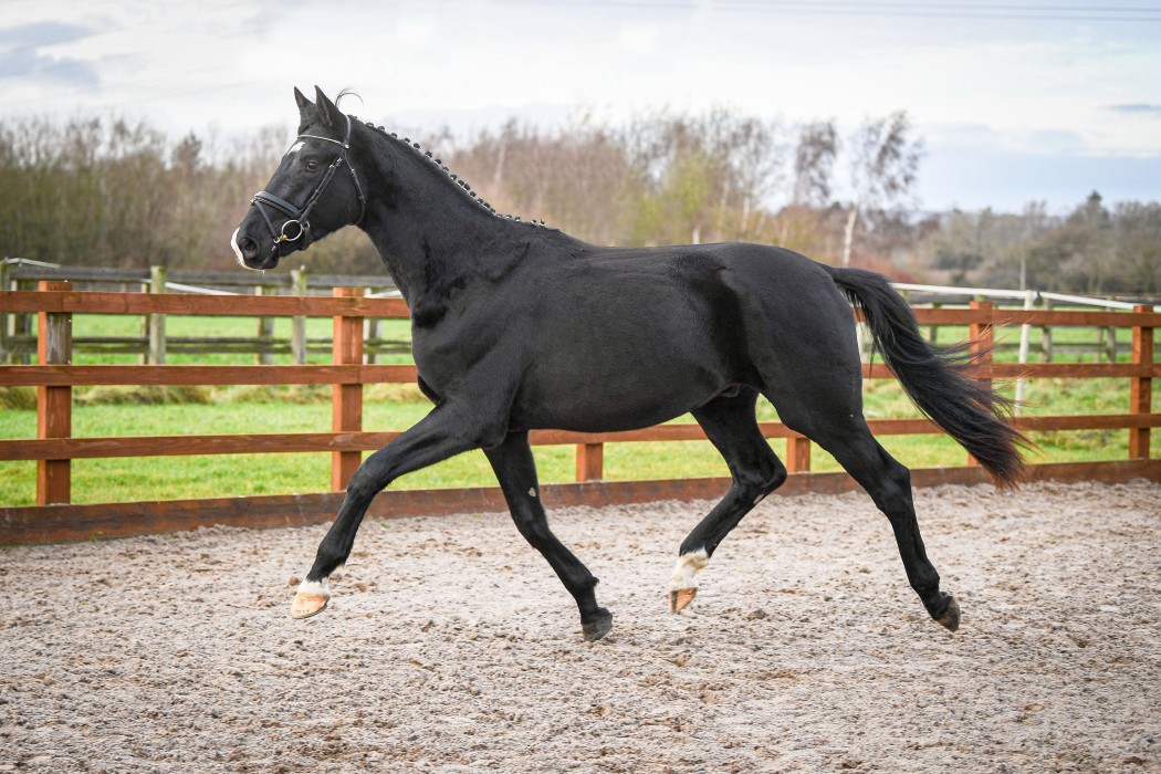 Competition Stallions Woodlander Sequoia, Oldenburg