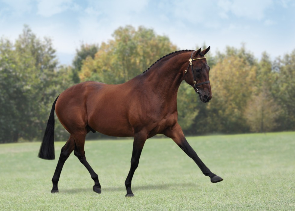 Competition Stallions - You search for