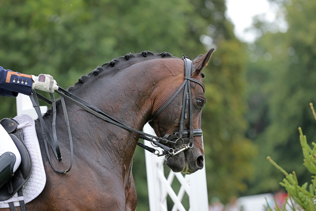 Gold Digger Z – Dutch Sport Horse Sales